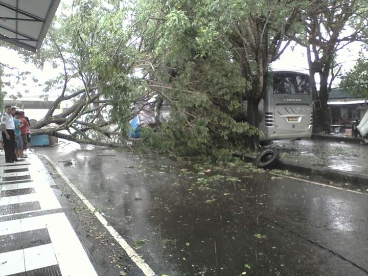 Pohon yang Tumbang di kawasan Terminal Malalayang